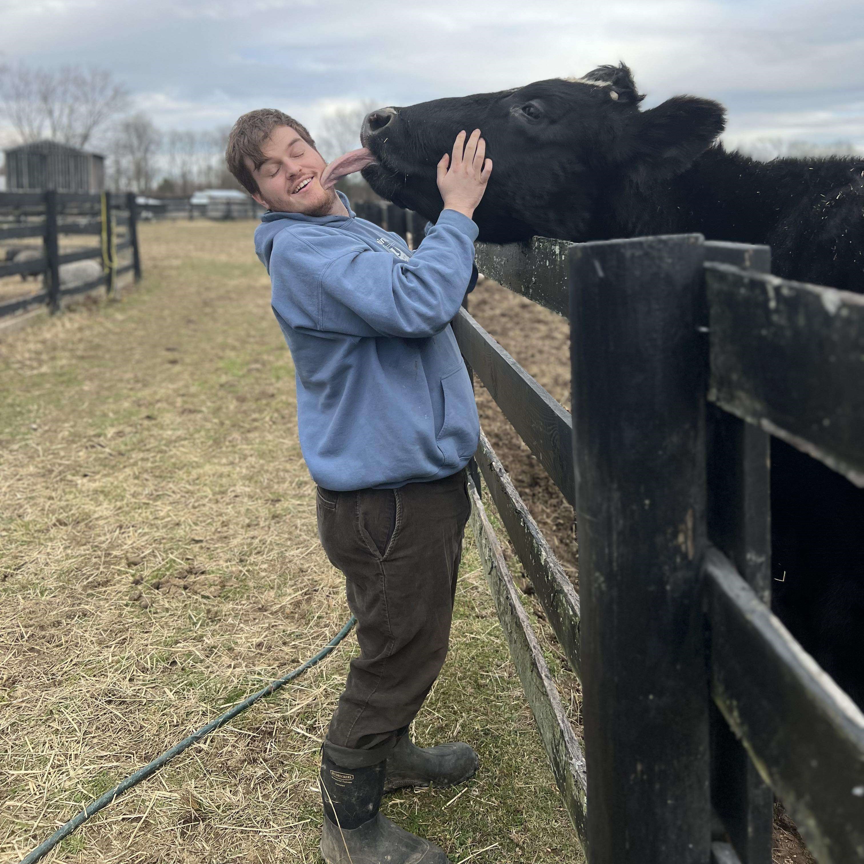Ian being licked by a cow